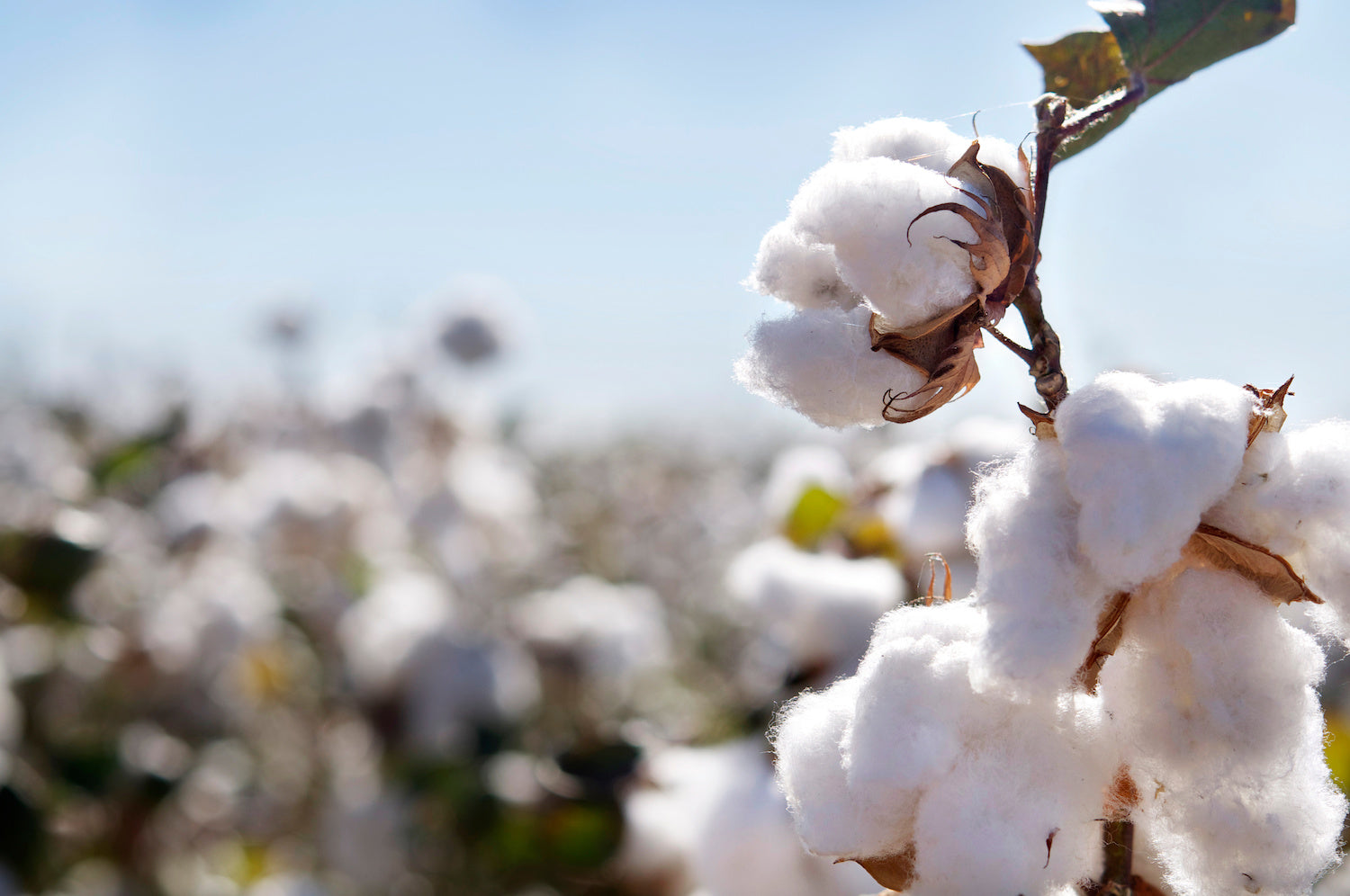 The Ultimate Guide to Fabrics: Why Organic Cotton Matters